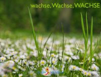 wachse